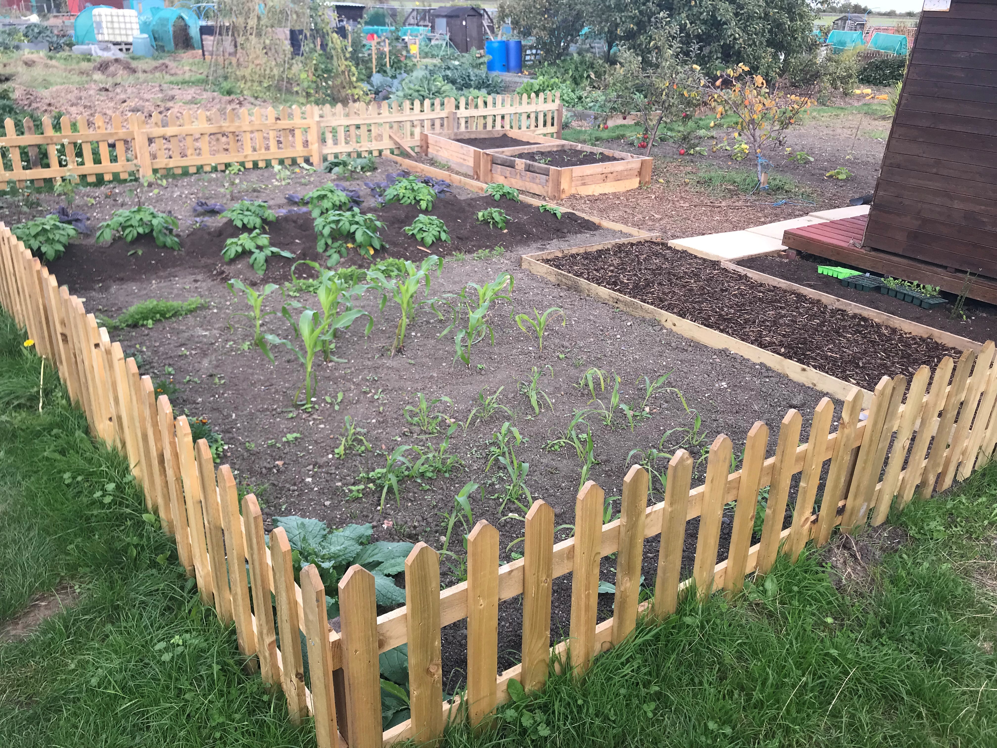 Allotment Plot