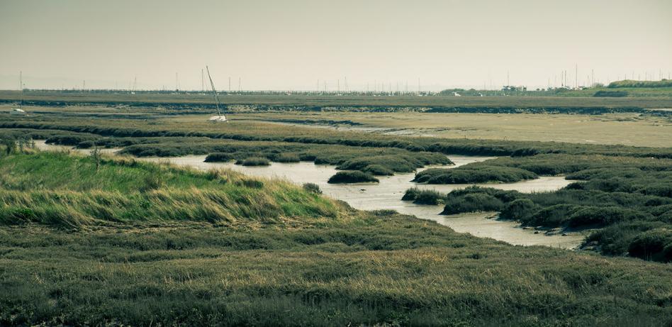 Salt Marshes